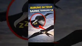 BURUNG INI TIDUR SAMBIL TERBANG?! 😱 #faktahewan #shorts