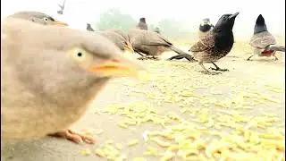Tiny Birds, Big Feast 😍 | Satisfying Bird Feeding Video (Subscribe and Follow the channel)