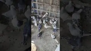 New pigeon sale 🥰💫....#kabootar #pigeon #birds #shorts #youtubeshorts #shortfeed #viralvideo