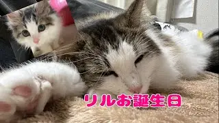 ＃３リルお誕生日