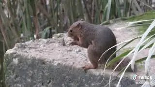 My pet squirrel is name alvin 