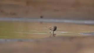 Temminck's Stint feeding behaviour 