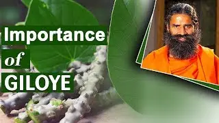 Amazing Benefits of Giloy | Swami Ramdev
