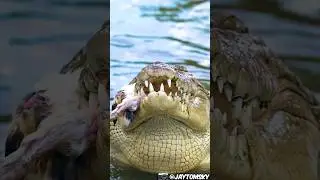 Have you ever heard a crocodile burp?! Now you have! #crocodile #burp #wildlife #funny