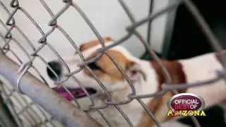 Tombstone Animal Shelter - Best Small Animal Rescue - Arizona 2017