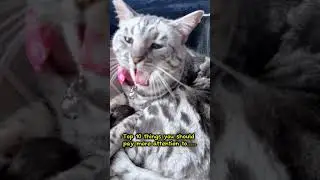 Cute cat wants more attention