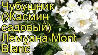 Чубушник лемуана Монт Бланк. Краткий обзор, описание характеристик philadelphus lemoine Mont Blanc