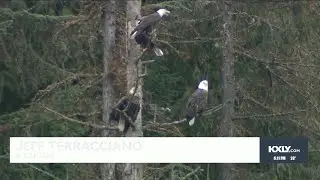 Hundreds of bald eagles featured on Lake Coeur d'Alene's eagle watching cruises
