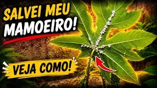 Como acabar com Cochonilhas em 5 minutos: Receita Caseira