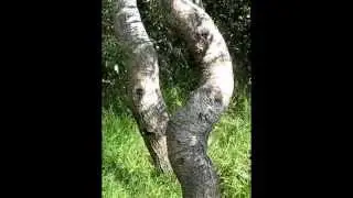 The Myth of the Crooked Trees