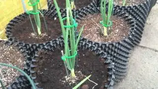 Marks Allotment Diary: Plot Tour May