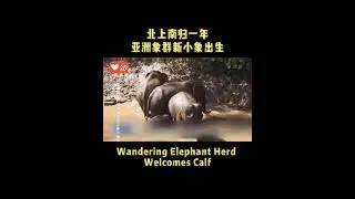 Wandering Elephant Herd Welcomes Calf #elephant #asian #herd #china #nature #animals #mammal