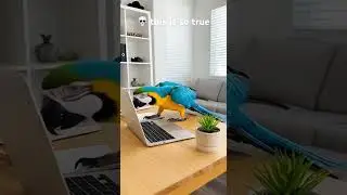 POV &ldquo;If Animals Used Human Technology&rdquo;