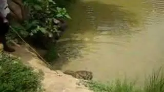 Feeding Crocodiles at Hans Cottage Botel, Ghana