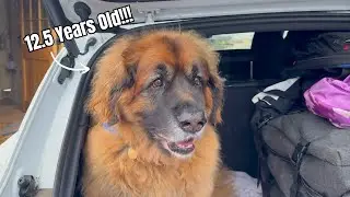 Emotional Reunion: 12 year old Leonberger returns to their first home