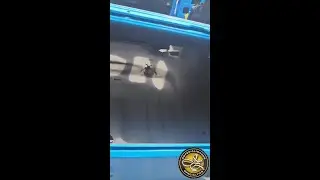 LizardSkin Sound Control Applied to Classic Ford Mustang | JZ Specialties