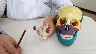 Yuqorigi jag' suyagi_Юқориги жағ суяги_os maxilla Иброхимова Л.И