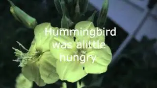 Moon flower blooming at night, with feeding hummingbird.