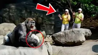 Gorilla Becomes Agitated, Zookeepers See Him Holding Something Unbelievable | animal stories