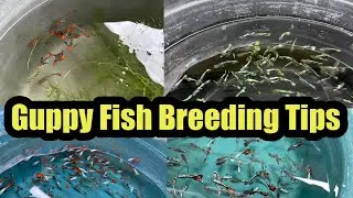 Guppy Fish Breeding Tips Tamil|AJL Aquarium |Erode|Jayaraj|#petslovechannel