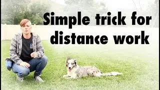 Kikopup trick for DISTANCE WORK - Dog Training