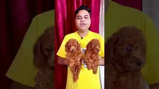 Real Toy Poodle Puppy | Poodle Dog Price In India | Toy Poodle Price In India | Toy Poodle India |
