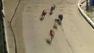 BUBBLY APOLLO Wins His A2 Race In Trap 1 At Romford 