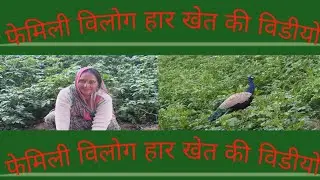 बड़ा मजे का वीडियो खेतों में काम करने गये सरसों 👍🤪🙏💐🌹