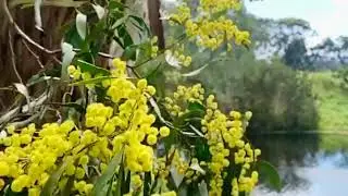 Australian Native Golden Wattle Tree, slow motion.
