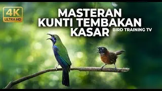 🔴 Live Masteran Murai Batu Mewah Cucak Cungkok Gacor Kunti vs Tepus Kepala Abu Abu Gacor