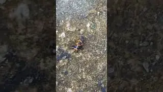 Larva de catarina convergente de la familia Coccinellidae (Hippodamia convergens)