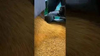 Flat bottom roasting machine to fry broken soybean seeds, then put into oil press machine#oilpress