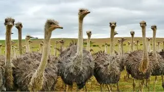 largest bird| An ostrich&rsquo;s | wonderful world of the ostrich| wild animals| Ostrich Performance