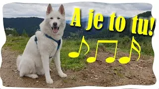 Chlupatá Písnička Vol.2  🐻‍❄️❄ Husky Edition (CC) CZ