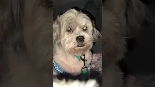 Not pet friendly