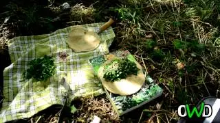 Chausson aux Orties •OliWilD•