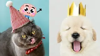 Cute moments of talking baby animals video compilation #Cutest #CutestAnimals