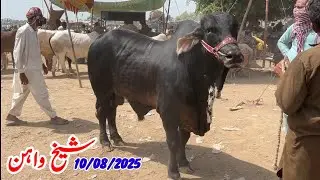 Khera Bachra Demand 19 Lakhs In Sheikhwan Cow Mandi|10/08/2025|