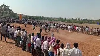 Kottapalle dhubbanna gari bulls