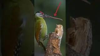 Weirdest Animal TONGUES Will Blow Your Mind