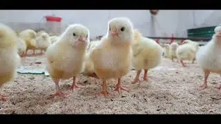 Cute Pets 😍😍😍😍||