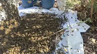 Watch This Swarm Drop!