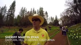 Famous Daffodil Hill in Volcano, California Walkthrough   -   One Minute News