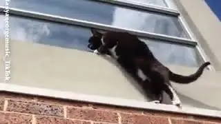 Gatos agentes secretos
