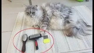 Best Brushes For Long-Haired Cats (Maine Coon)