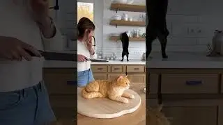 Cat Thinks Her Human Just Cut Another Cat in Half! 😱🐱🎂#CatCake #FunnyPets #ViralShorts