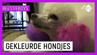 JE HOND VERVEN?! | Extreme Animal Hobby's Beestieboys | NPO Zapp