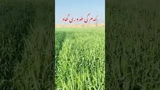 wheat crop ￼￼￼fertilizer plan #wheat #crop