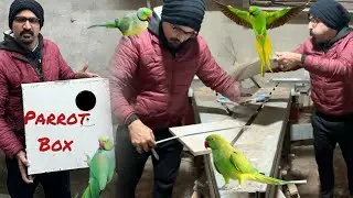 How to make parrot Box at home