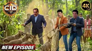 घने जंगल में जंगली कुत्तों को पकड़ने पहुँची CID Team, शुरू हुआ सबसे खतरनाक मिशन | CID New Episodes